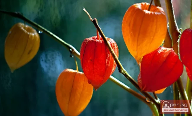 Дары дарыялар Кыргызстанда