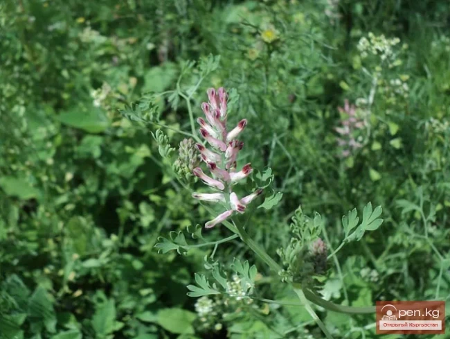 Дары дарыялар Кыргызстанда