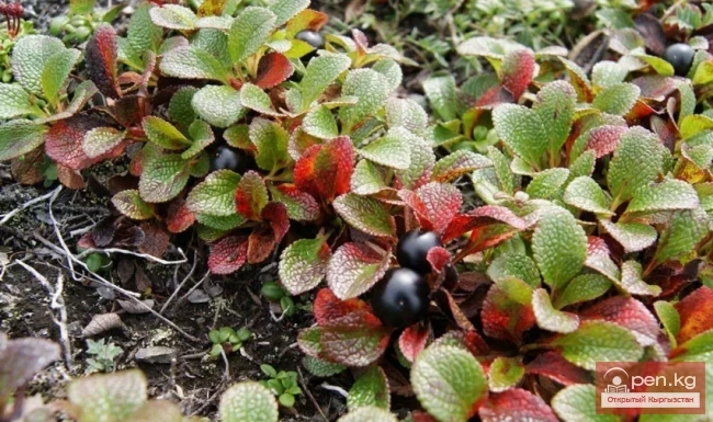 Дары дарыялар Кыргызстанда