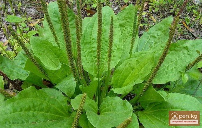 Дары дарыялар Кыргызстанда