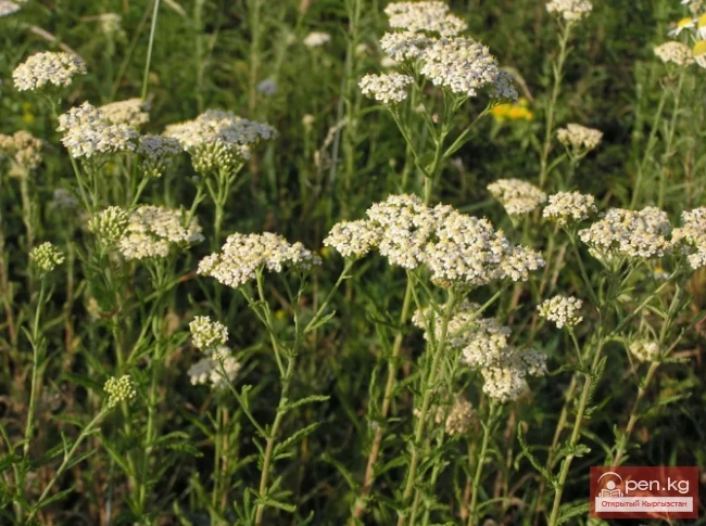 Дары дарыялар Кыргызстанда