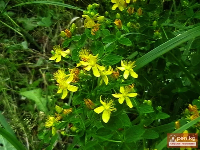 Дары дарыялар Кыргызстанда