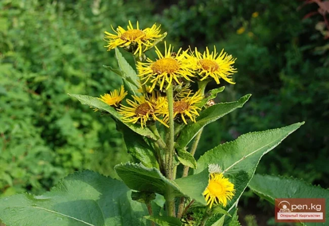 Дары дарыялар Кыргызстанда