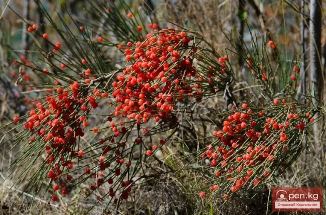 Дары дарыялар Кыргызстанда