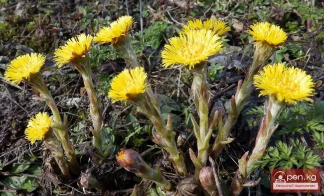 Дары дарыялар Кыргызстанда