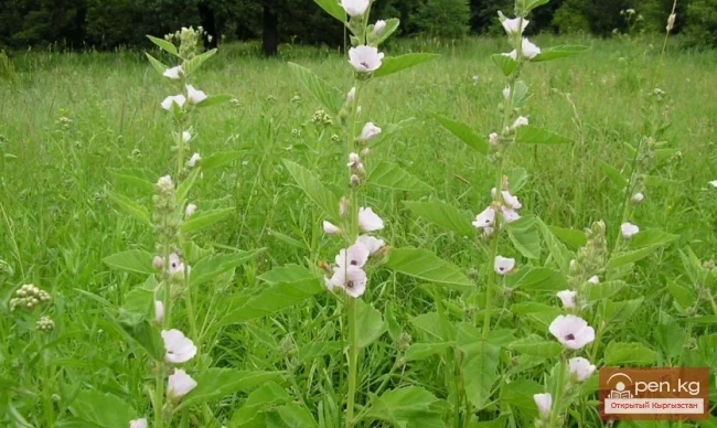 Дары дарыялар Кыргызстанда