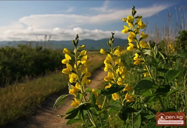 Дары дарыялар Кыргызстанда