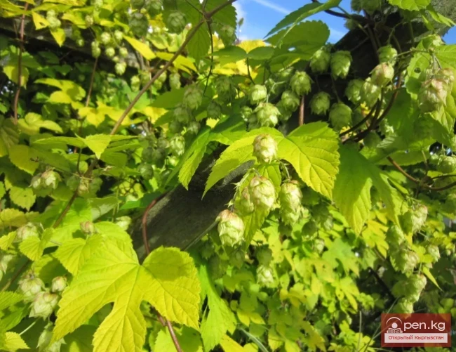 Дары дарыялар Кыргызстанда