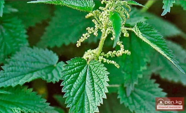 Дары дарыялар Кыргызстанда