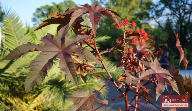 Дары дарыялар Кыргызстанда