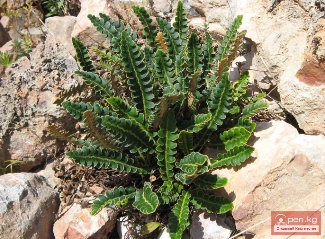 Дары дарыялар Кыргызстанда