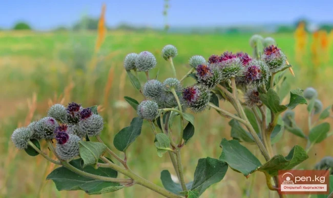 Дары дарыялар Кыргызстанда
