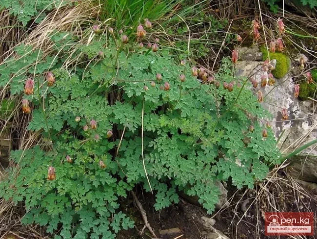 Дары дарыялар Кыргызстанда