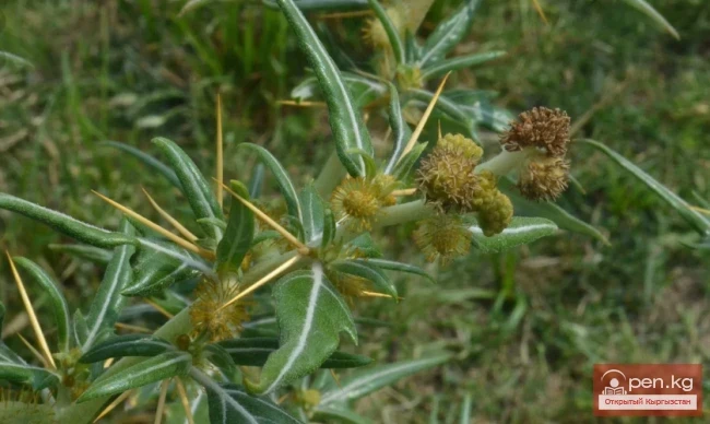 Дары дарыялар Кыргызстанда