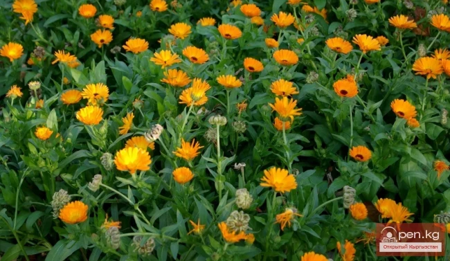 Дары дарыялар Кыргызстанда