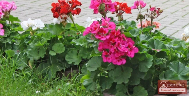 Дары дарыялар Кыргызстанда