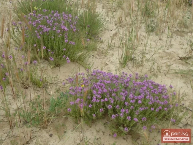 Дары дарыялар Кыргызстанда