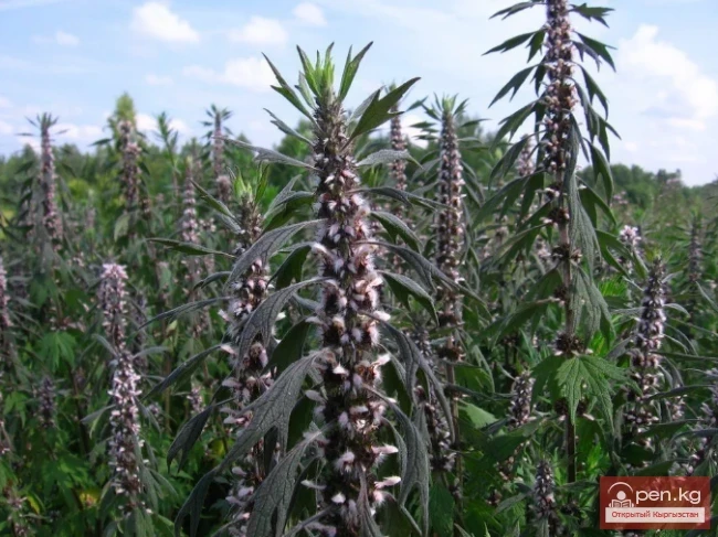 Дары дарыялар Кыргызстанда