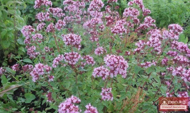 Дары дарыялар Кыргызстанда