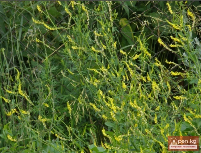 Дары дарыялар Кыргызстанда