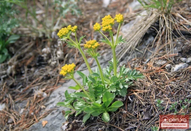Дары дарыялар Кыргызстанда