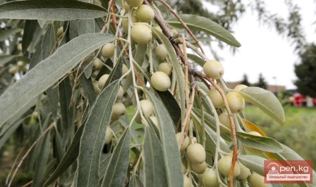 Дары дарыялар Кыргызстанда