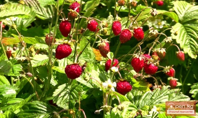 Дары дарыялар Кыргызстанда