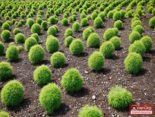 Дары дарыялар Кыргызстанда