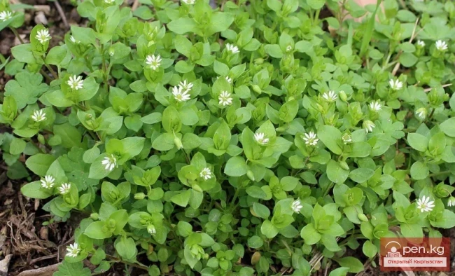 Дары дарыялар Кыргызстанда