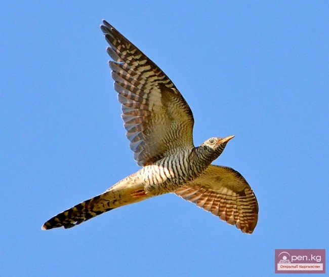 Кукушка обыкновенная - Kүкүк