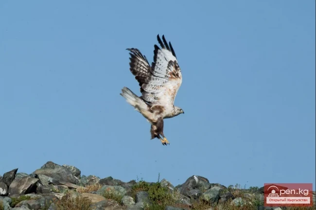 Kurgannik Mohnonogiy - Oroy-buttyu Kulaly