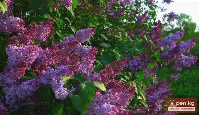 Кыргызстандагы декоративдик гүл өстүрүү