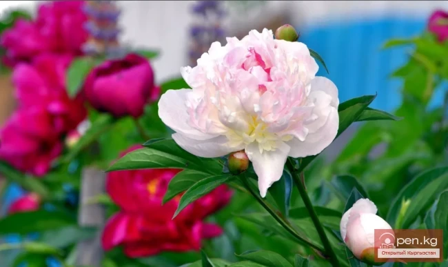 Кыргызстандагы декоративдик гүл өстүрүү