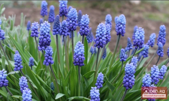 Кыргызстандагы декоративдик гүл өстүрүү