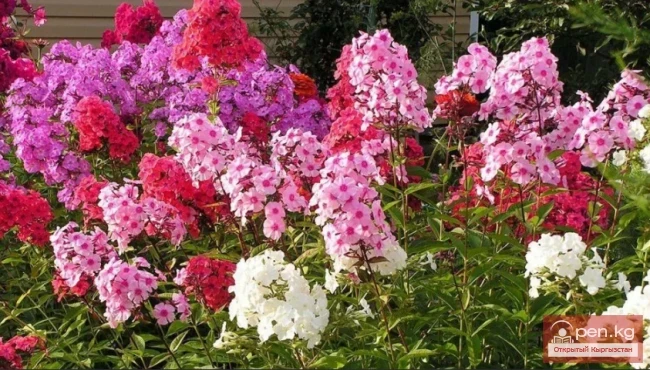 Кыргызстандагы декоративдик гүл өстүрүү