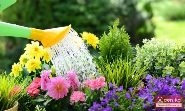 Кыргызстандагы декоративдик гүл өстүрүү