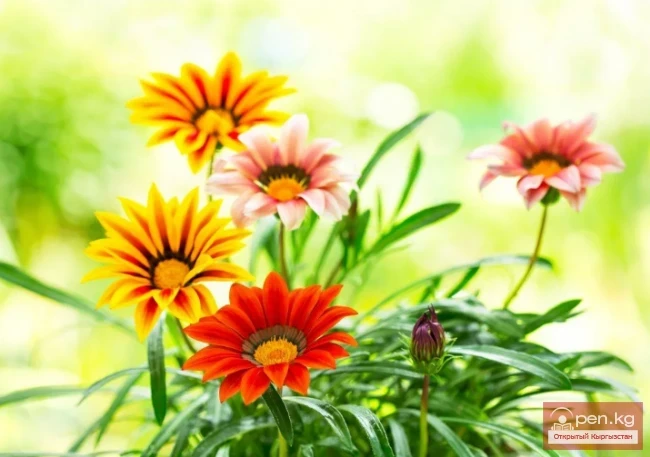 Кыргызстандагы декоративдик гүл өстүрүү