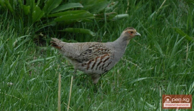 Куропатка - Кекиликти