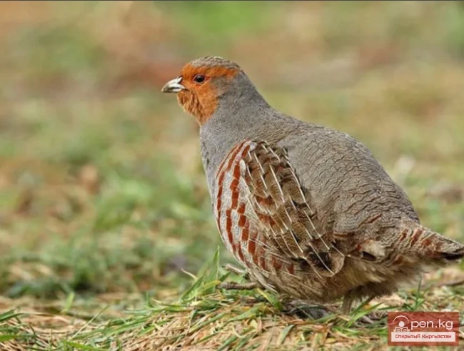 Куропатка - Кекиликти