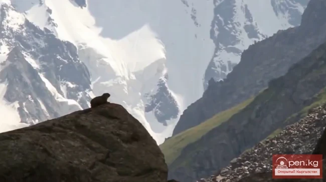 Открытый Кыргызстан