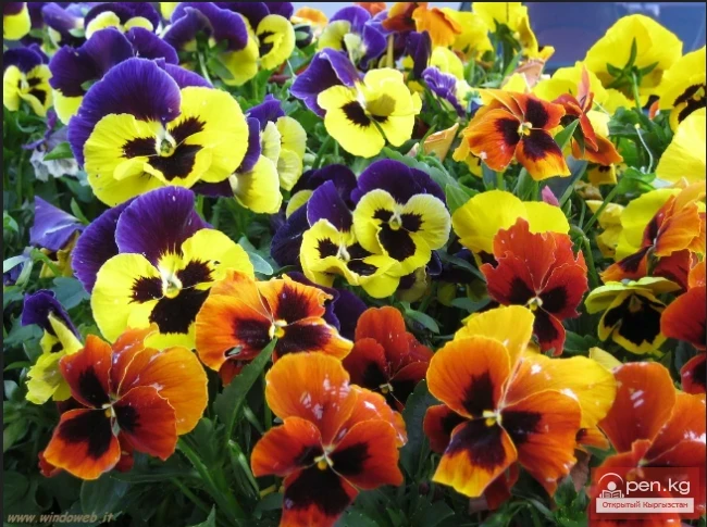 Promising flowering and decorative plants for lawns in Kyrgyzstan