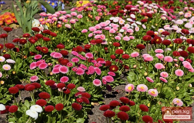 Promising flowering and decorative plants for lawns in Kyrgyzstan