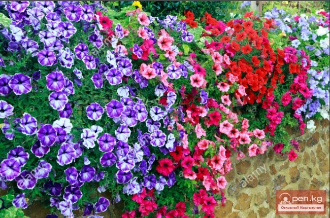 Promising flowering and decorative plants for lawns in Kyrgyzstan