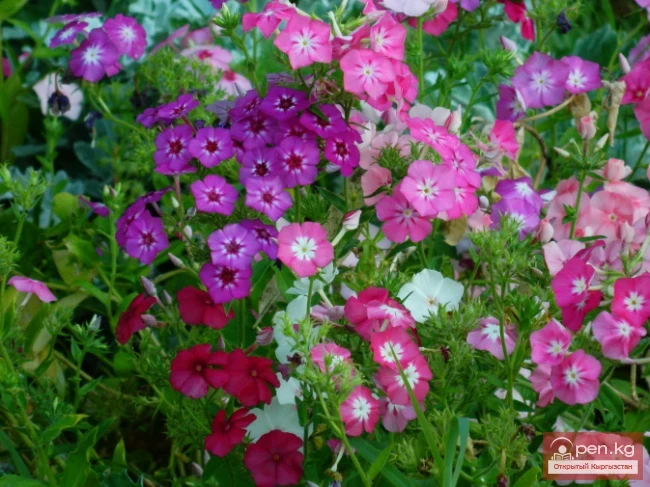 Promising flowering and decorative plants for lawns in Kyrgyzstan