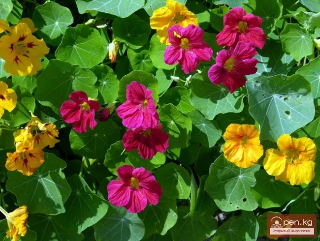 Promising flowering and decorative plants for lawns in Kyrgyzstan