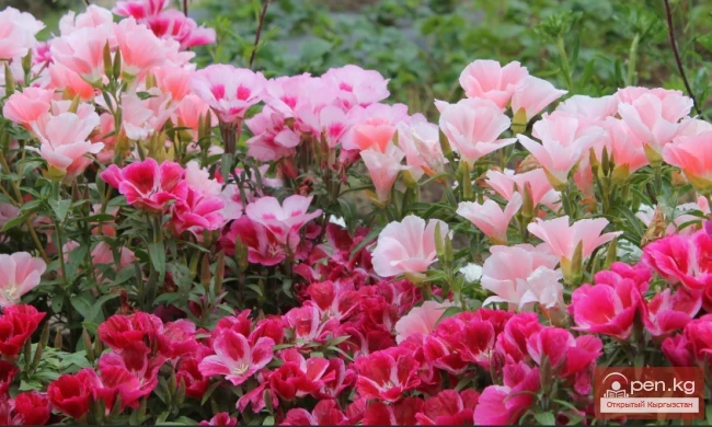 Promising flowering and decorative plants for lawns in Kyrgyzstan