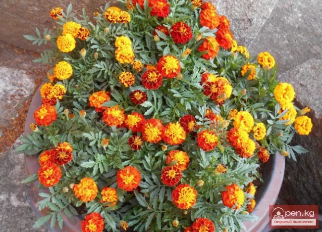 Promising flowering and decorative plants for lawns in Kyrgyzstan