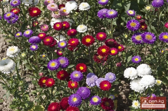 Promising flowering and decorative plants for lawns in Kyrgyzstan
