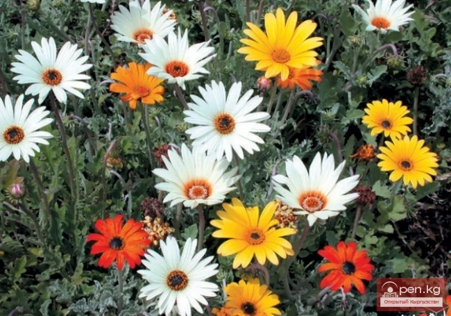 Promising flowering and decorative plants for lawns in Kyrgyzstan