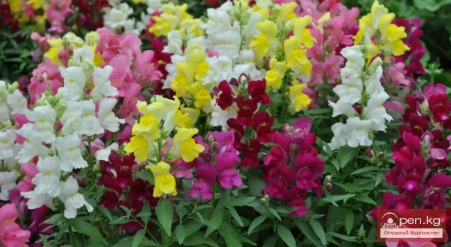 Promising flowering and decorative plants for lawns in Kyrgyzstan